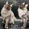TICA registered European Maine Coon kittens 