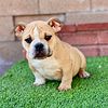 Exotic bully