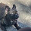 Frenchies Fluffy Carrier Pups