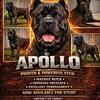 Cane Corso Stud Services
