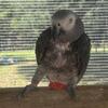 DNA Sexed Male African Grey - BREEDER. NOT TAME.