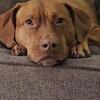 Vizsla mix female