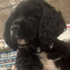 Female Black & White American Cocker Spaniel puppy needing new home