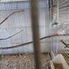 Java Finches for sale