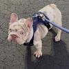 French bulldog new shade big rope