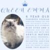 6 year old Female Cat Persian Himalayan-