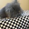 Lionhead Lop Bunnies