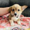 Welsh Corgi Puppies looking for there forever homes