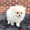 CKC Pomeranian: PIP