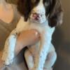 English Spinger spaniel puppy for sale