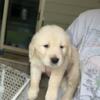 AKC female Golden Retriever Puppy