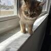 Purebred Scottish Straight Female Kitten – 2 Months Old – Sweet & Loving