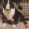 6 month old female bull terrier