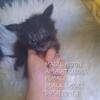 Maine Coon Kitten Female