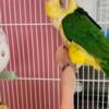 Caique needing a home