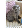 NEW!!!! scottish kitten, female. In excellent breed type. 3 months old.