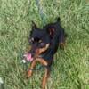 Miniature Pinscher - for sale