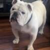 English bulldog stud service