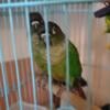 Young Green cheek conures looking for new perch