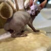 Adorable Sphynx Kittens Available