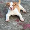 AMERICAN BULLDOG PUP.