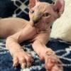 Kitten Sphynx Elf Exotic