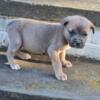 Cane Corso Formentino Female Puppy 9 Weeks Old