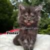 Champion bloodline Maine Coon kittens!