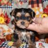 Ckc registered Yorkie puppy