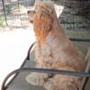 1 Year Old AKC Buff Male Cocker Spaniel for Sale