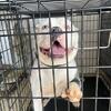 Champion Alapaha Blue Blood Bulldog