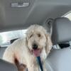 Big white fluffy goldendoodle