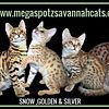 SAVANNAH CAT KITTENS  F2 F3 F5  TICA registered 2 Vaccinations DNA tested parents, health warranty !