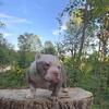 American Bully puppies