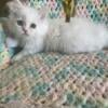 Persian/Himalayan Kittens for sale