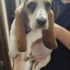 Basset hound female puppy