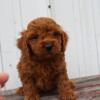 Mini Goldendoodle Boy - Housebroke and crate trained.