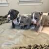 American Bullies exotics