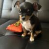 Playful and Loving Chihuahua Pups