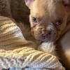 Female Frenchbulldog puppy!