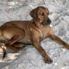 Rhodesian Ridgeback Puppies for Sale