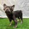 Fluffy French bulldog puppies available