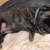 AKC puppies English Mastiff