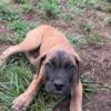 Boerboel Puppies Ready For You