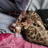 VERY AFFECTIONATE BENGALS. Raised by Registered Veterinary Technician