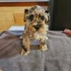 Rare miniature schnauzer puppies ready now