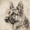 Need german shepherd stud for AI