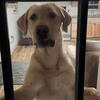 8 month old yellow lab male