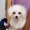 CKC Bichon Frise puppies !