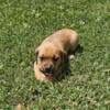 Female Puggle Puppy for Sale